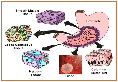 Different Types of Tissues Found in the Stomach