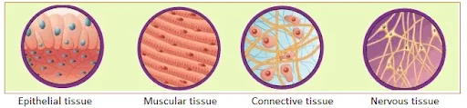 Nervous tissue