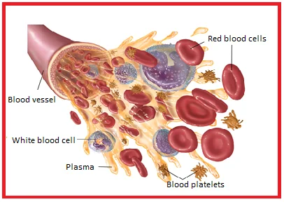 Different types of blood cells