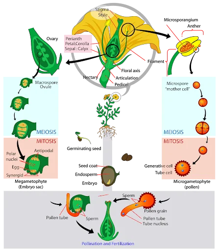 Double Fertilization in Flowering Plants