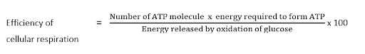 Efficiency of Cellular Respiration