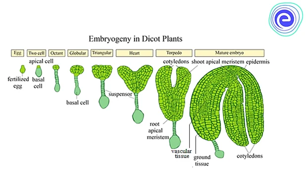 Embryogeny in Dicot Plants