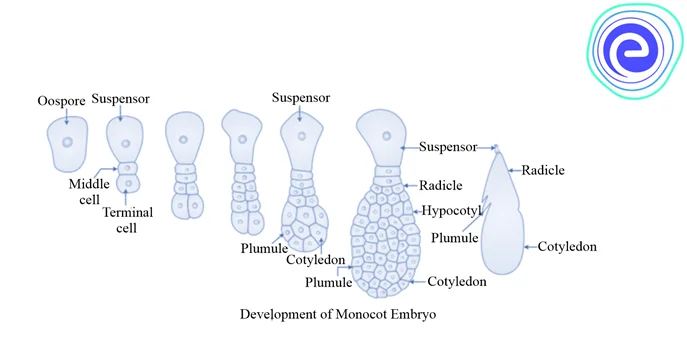 Embryogeny in Monocots