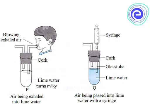 Experiment to show that CO2 is given out during respiration