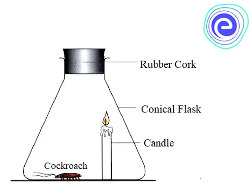 Experiment to show that oxygen is taken in by animals during respiration