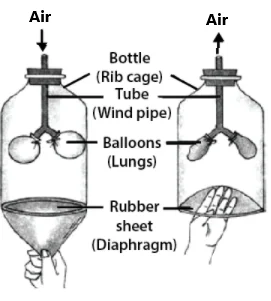 Experiment to show the action of the diaphragm during breathing