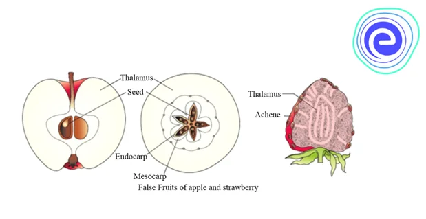 False Fruit