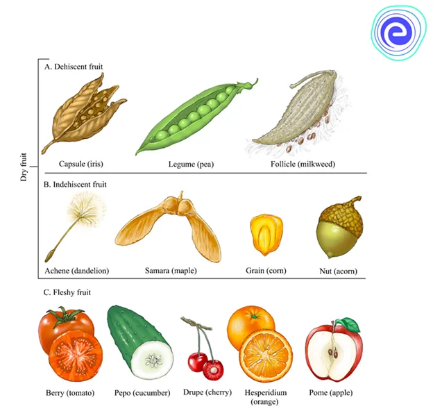 Fleshy Fruits and Dry fruits