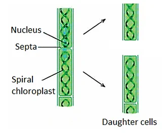 Fragmentation in Spirogyra