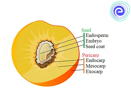 Fruit pericarp and seed layers