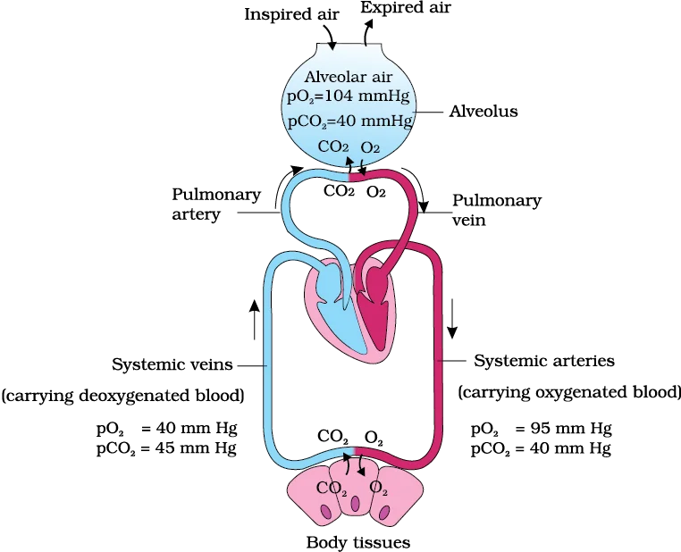 Gas exchange showing the difference in partial pressure of oxygen and carbon dioxide