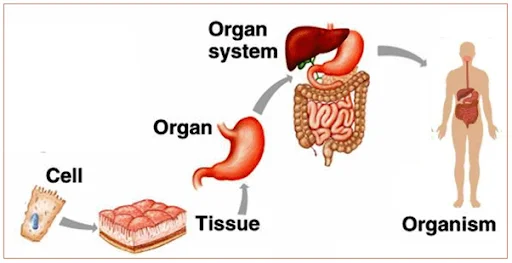 Hierarchical Structural Organisation of the Human Digestive System