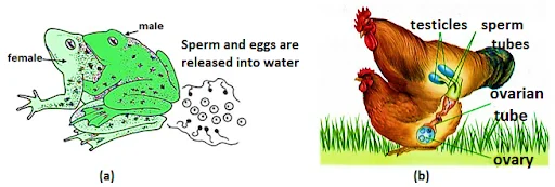 Image (a) - External Fertilization in Frog; Image (b) - Internal Fertilization in Hen