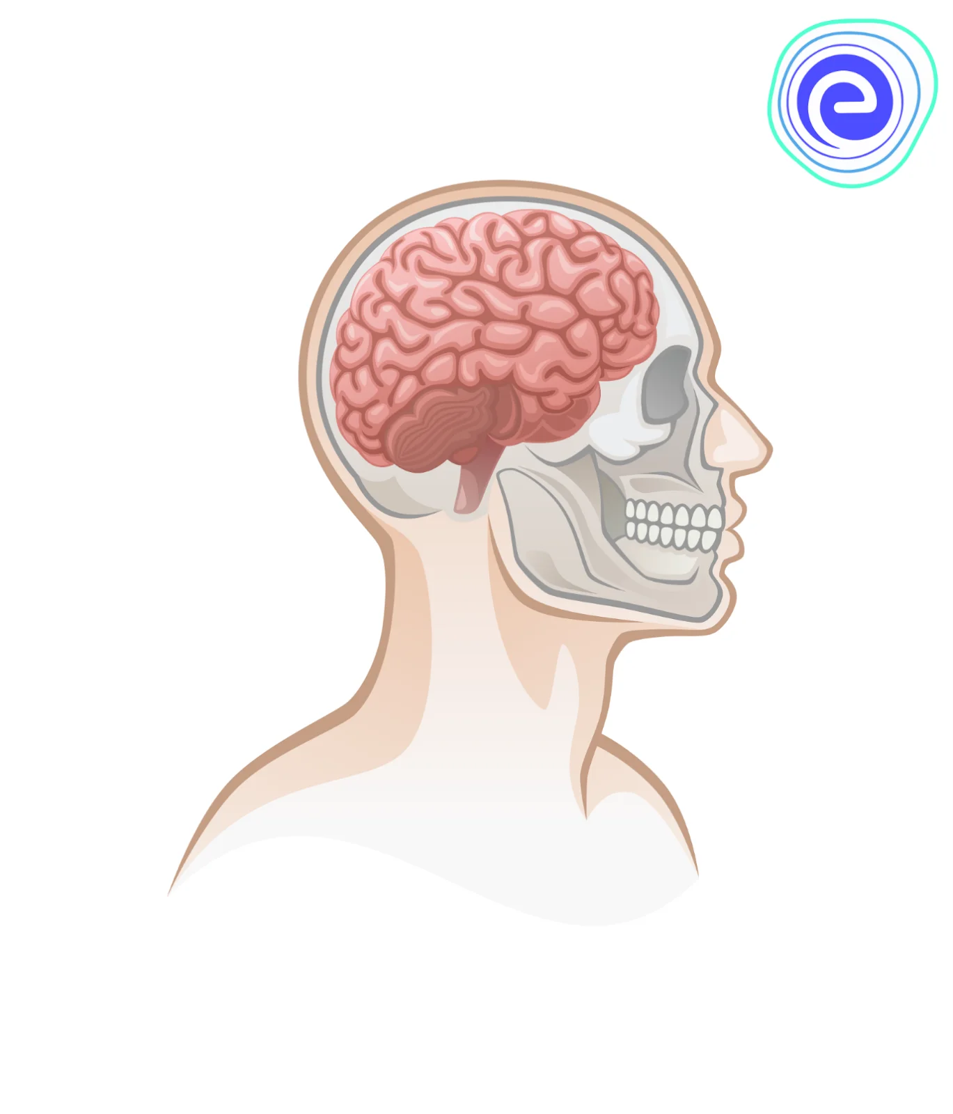 Location of the Brain