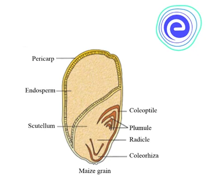 Maize Grain