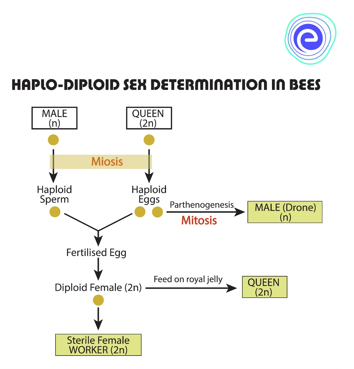 Male bees (Drones) are Produced by Parthenogenesis