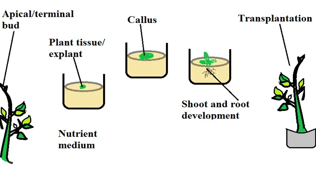 Micropropagation or Plant Tissue Culture