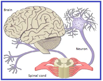 Neuron in the Brain and Spinal Cord