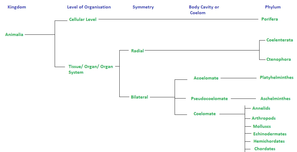 Outline of Classification of Animals