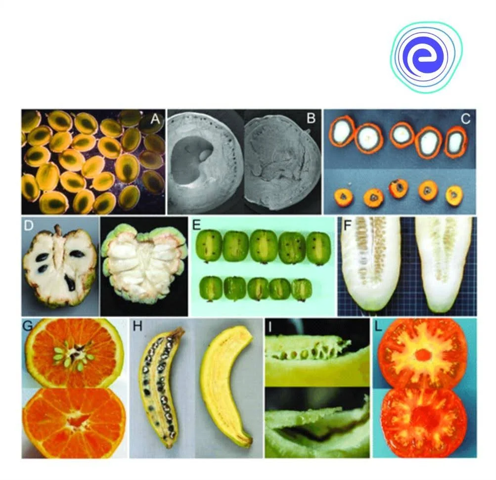 Parthenocarpy in some Fruits