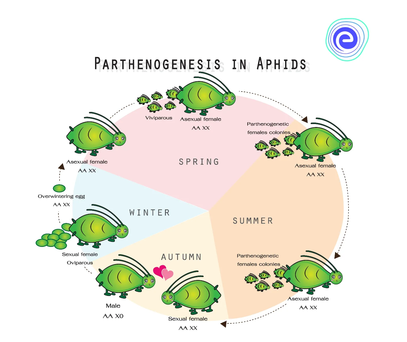 Parthenogenesis in Aphids