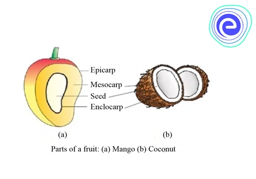 Parts of fruit