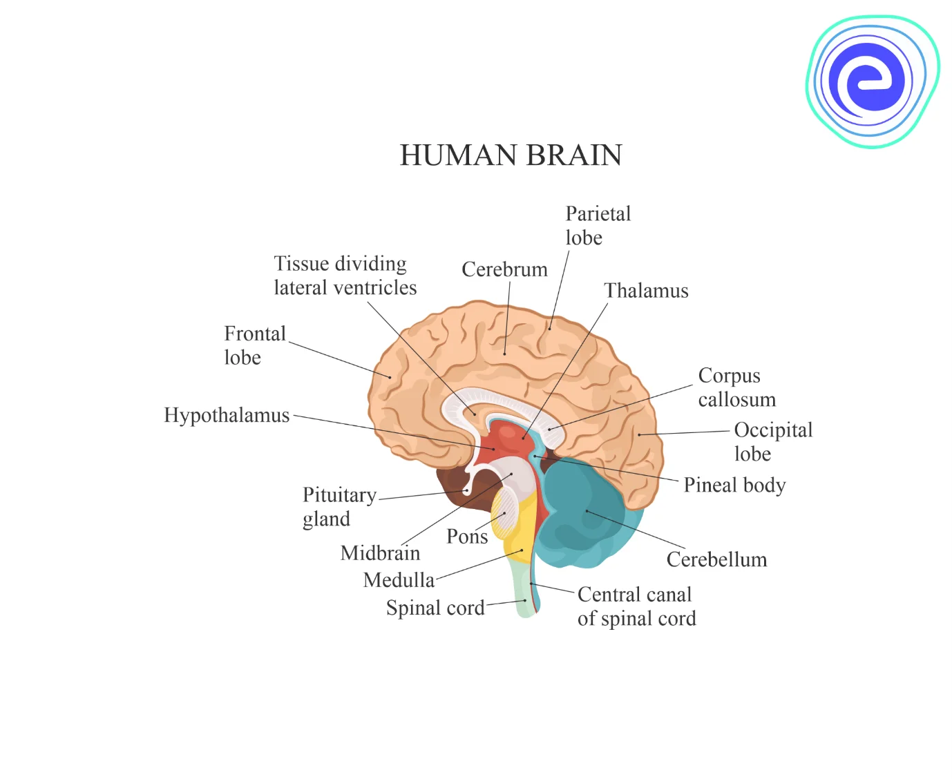 Parts of the Brain