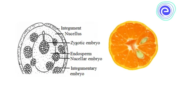 Polyembryony