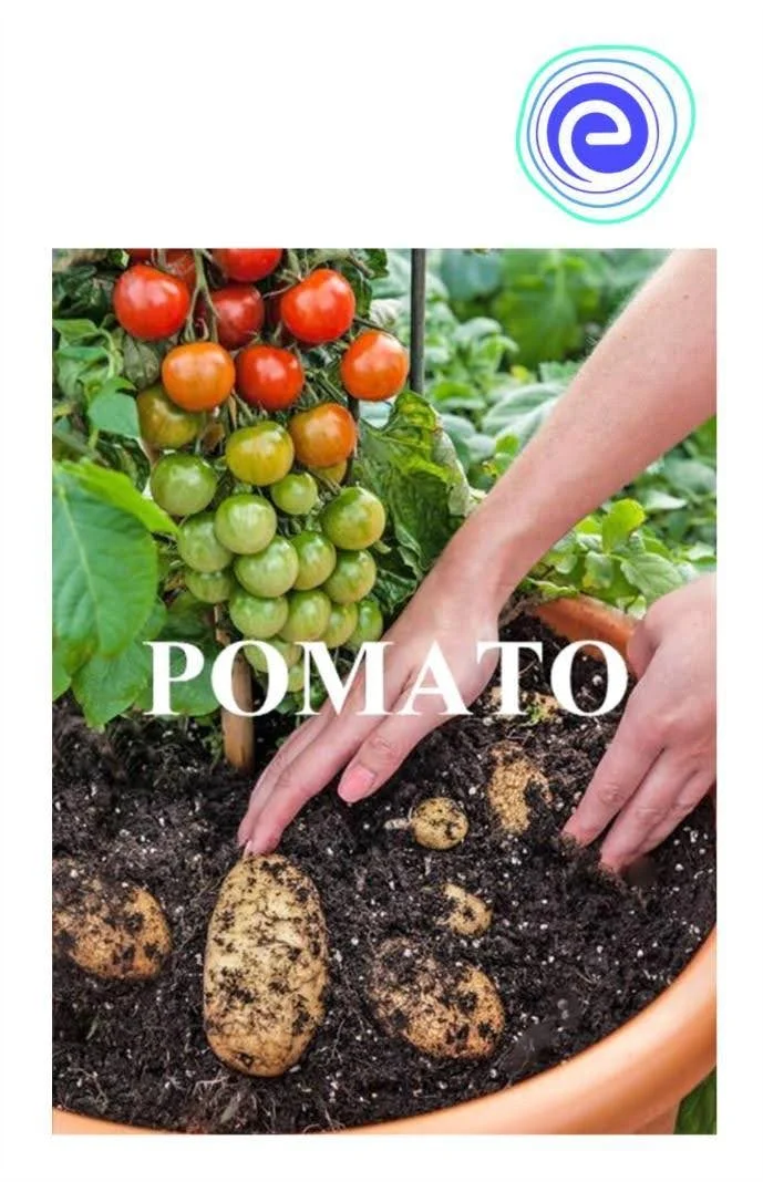 Potato + Tomato - Pomato