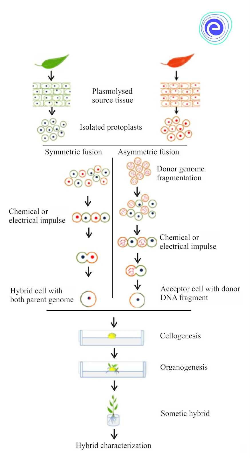 Process of Somatic Hybridisation