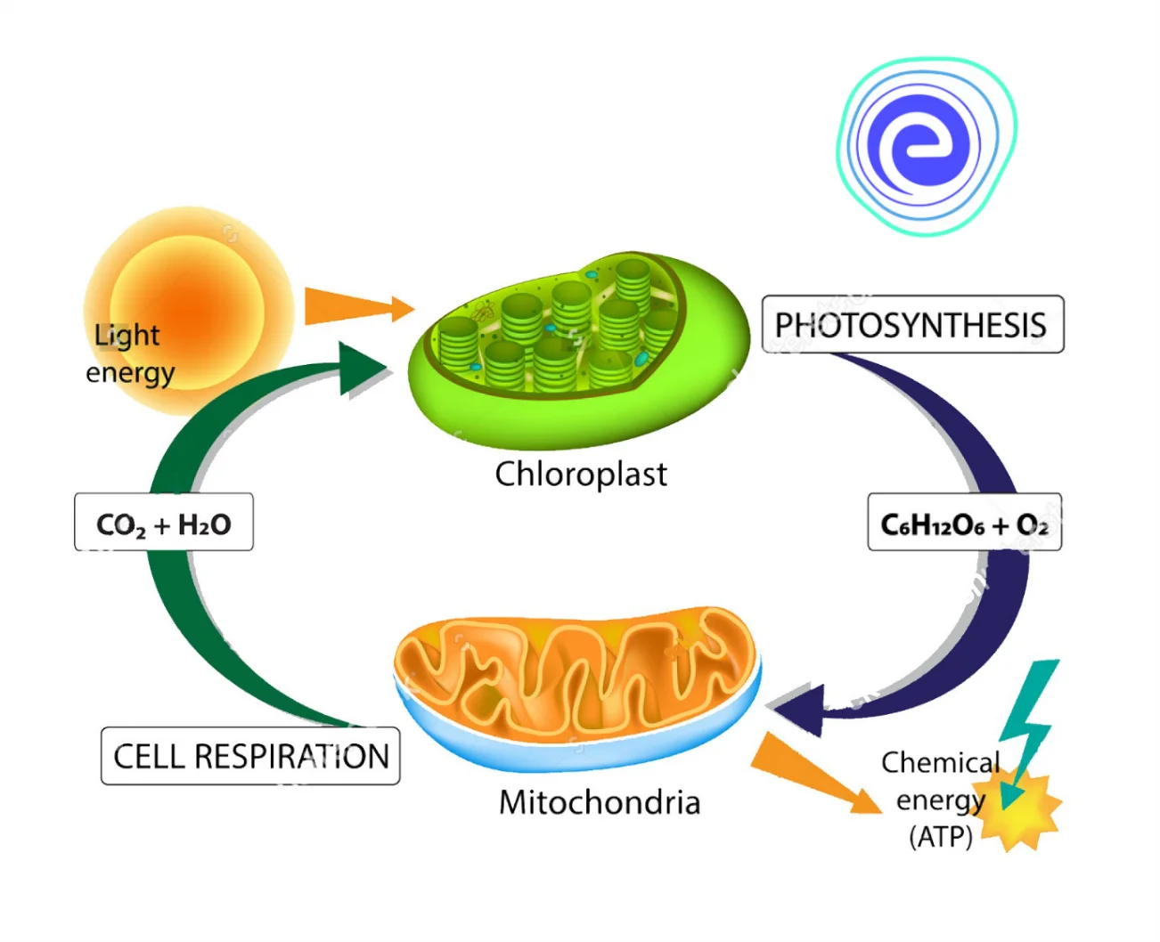 Respiration