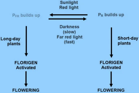 Role of Phytochrome in Long-day plants and Short-day plants