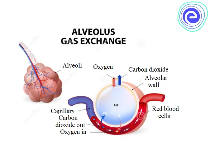 Section of alveolus during gaseous exchange