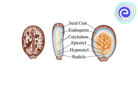 Seed Coat