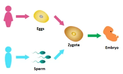 Sexual Reproduction