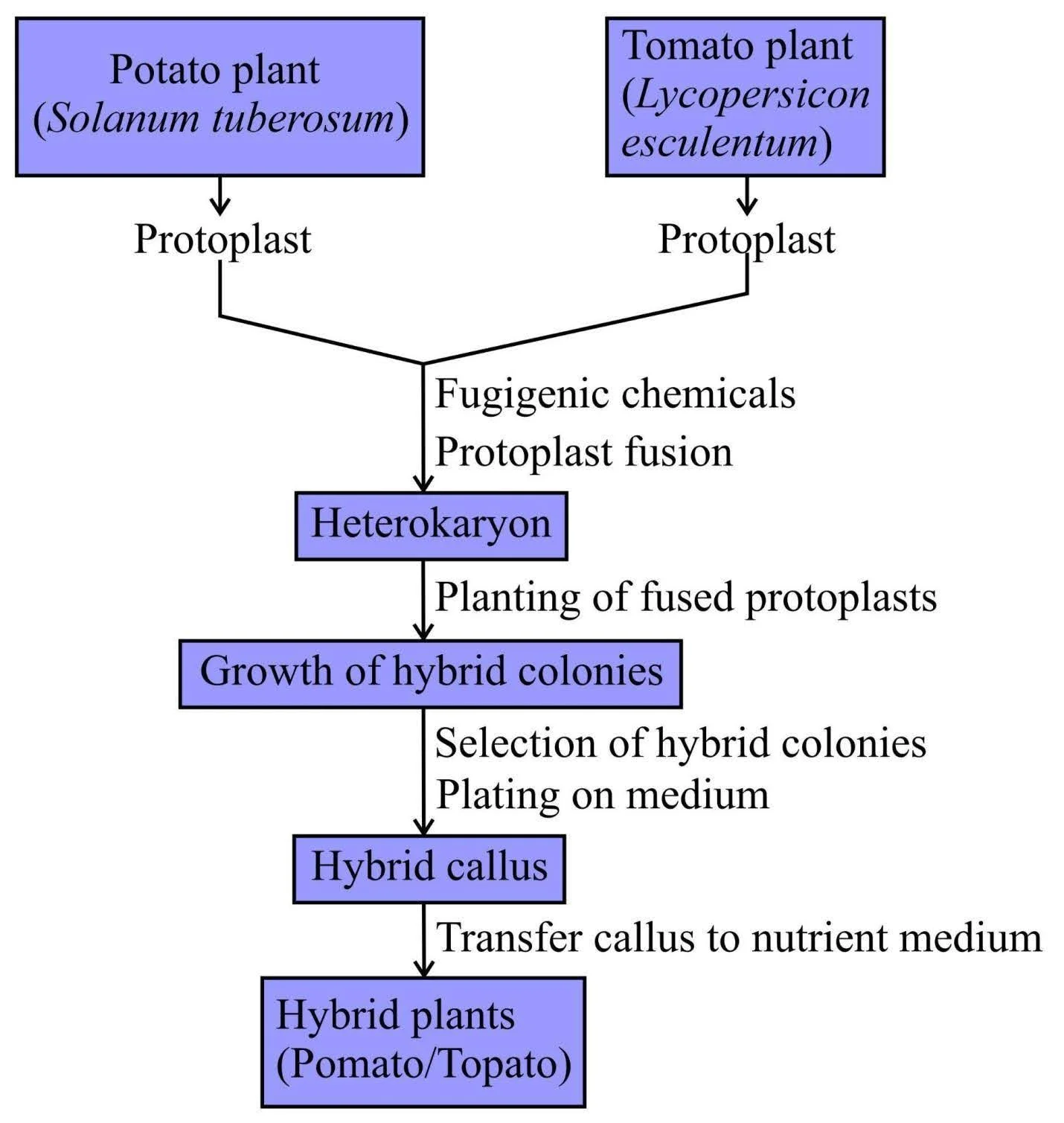 Somatic Cell Hybridisation