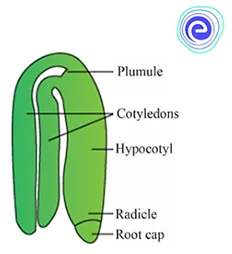 Structure of Dicot Embryo