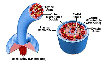 Structure of Flagella and Cilia