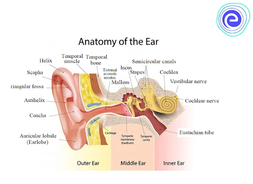 Structure of Human Ear