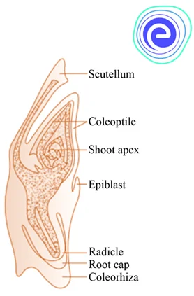 Structure of Monocot Embryo