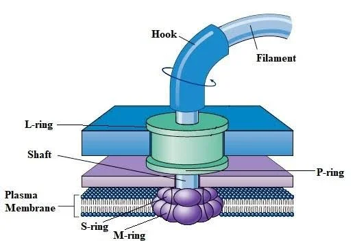 Structure of Prokaryotic Flagellum