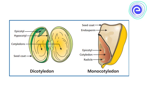 Structure of Seed