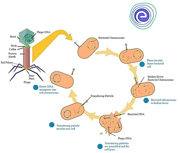 Transduction of Bacteria