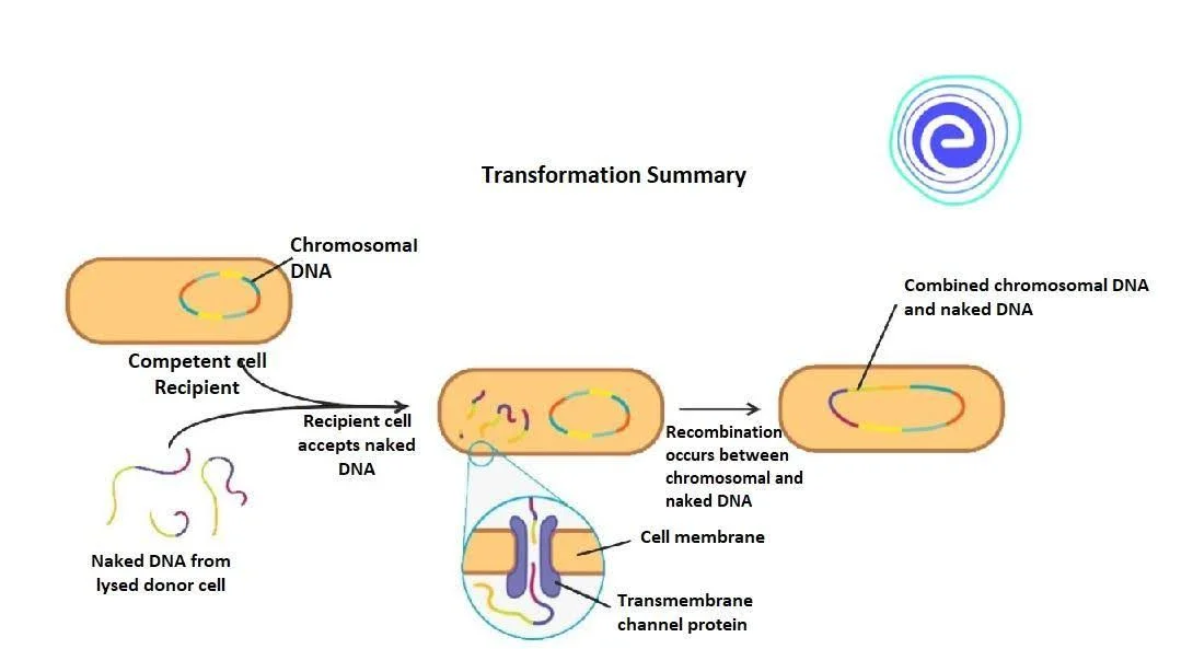 Transformation in Bacteria