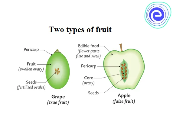 True and False Fruits