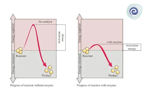 Types of Catalysts