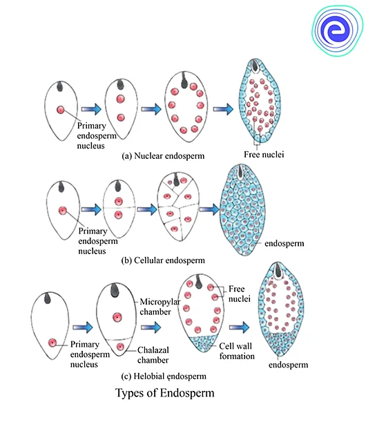 Types of Endosperm