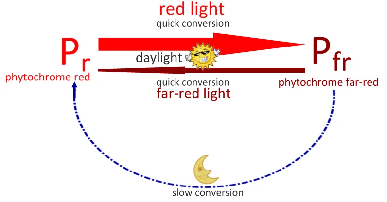 Types of Phytochrome