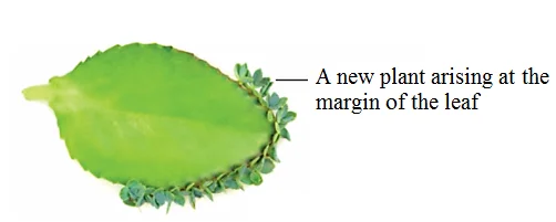 Vegetative Propagation by Leaves - Bryophyllum