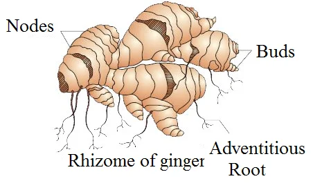 Vegetative Propagation by Rhizome - Ginger